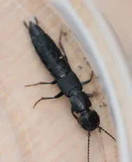 Tasgius melanarius - photo 4
