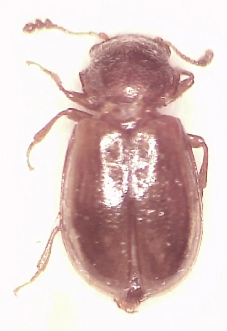 Tasmosalpingidae - photo 3