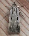 Alfalfa Looper - Hodges#8466