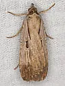 Alfalfa Looper - Hodges#8466 - photo 4