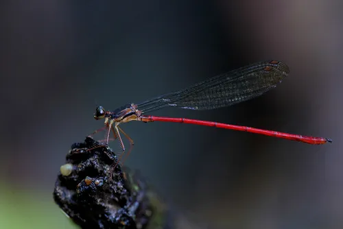 Tatocnemididae - Tatocnemididae