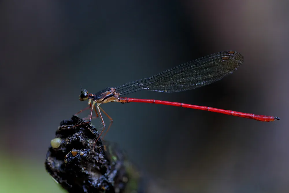 Tatocnemididae - photo 3