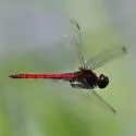 Arch-tipped Glider