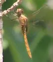 Garnet Glider - photo 3
