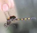 Aztec Glider - photo 2
