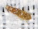 Tautoneura polymitusa