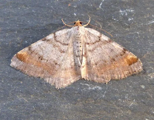 Tawny-barred Angle - Macaria liturata