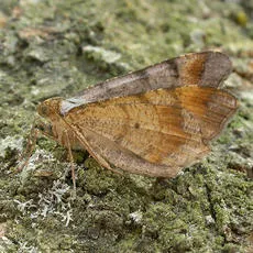 Tawny-barred Angle - photo 3