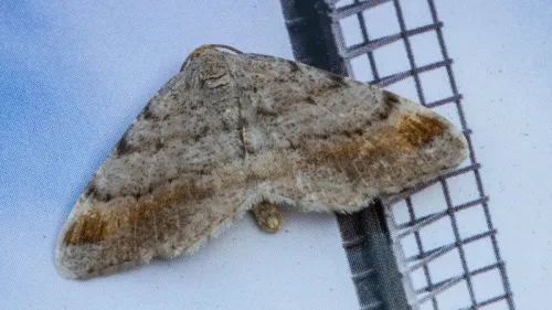 Tawny-barred Angle - photo 5