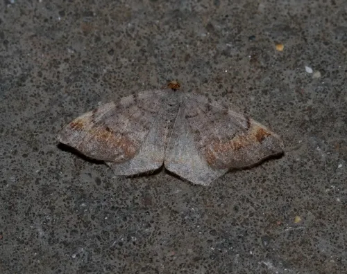 Tawny-barred Angle - photo 6