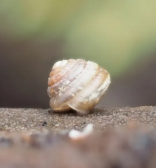 Tawny Glass Snail