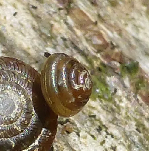Tawny Glass Snail - photo 2