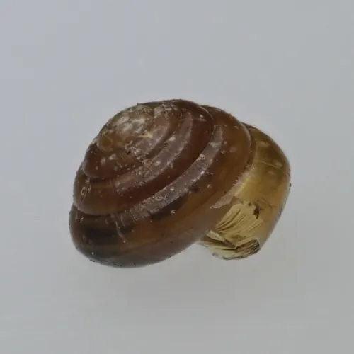 Tawny Glass Snail - photo 3