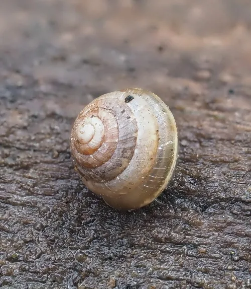 Tawny Glass Snail - photo 4