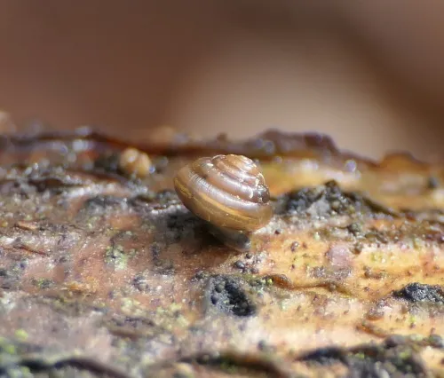Tawny Glass Snail - photo 5