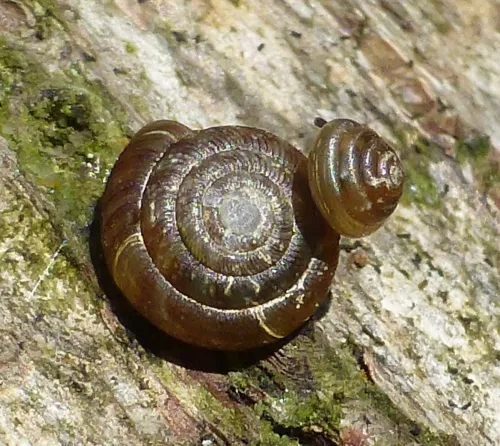 Tawny Glass Snail - photo 6