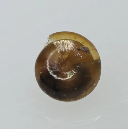 Tawny Glass Snail - photo 7