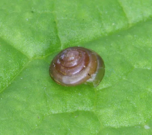 Tawny Glass Snail - photo 8
