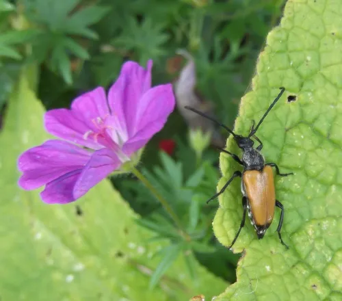 Tawny Longhorn Beetle - photo 6