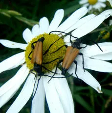 Tawny Longhorn Beetle - photo 2