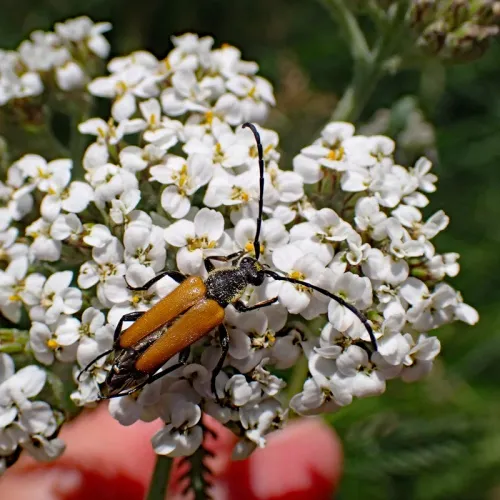 Tawny Longhorn Beetle - photo 3