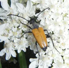 Tawny Longhorn Beetle - photo 4