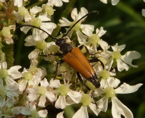 Tawny Longhorn Beetle - photo 5