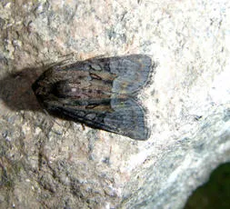 Tawny Marbled Minor