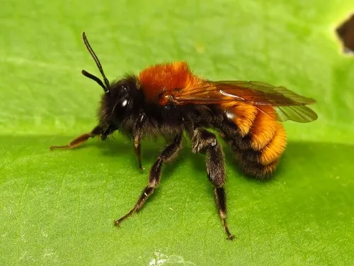 Tawny Mining Bee - Andrena fulva