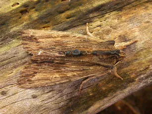 Tawny Pinion - Lithophane semibrunnea