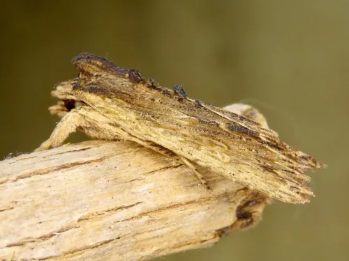 Tawny Pinion - photo 2