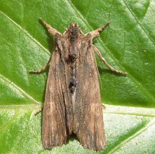 Tawny Pinion - photo 3