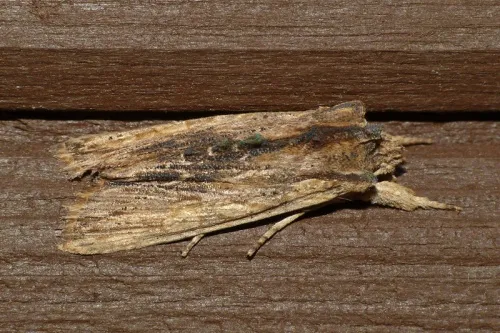 Tawny Pinion - photo 4