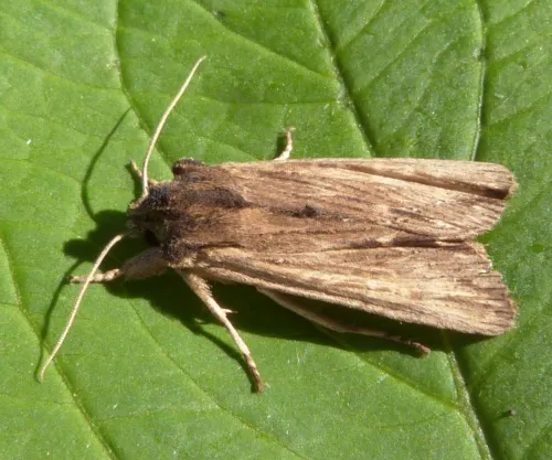 Tawny Pinion - photo 5