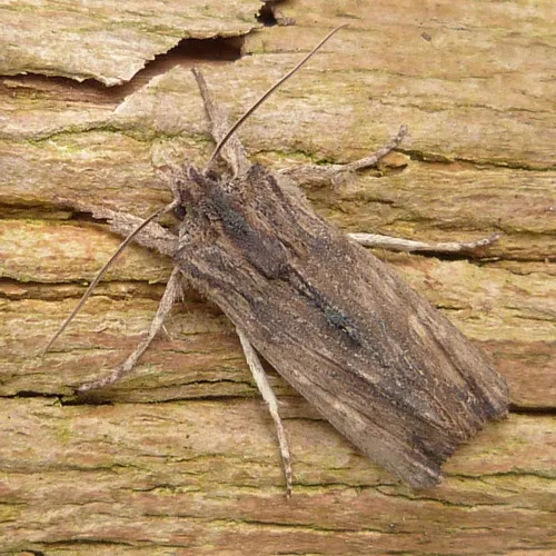 Tawny Pinion - photo 6