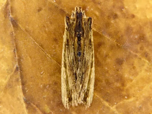 Tawny Pinion - photo 8