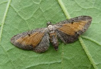Tawny Speckled Pug - photo 2