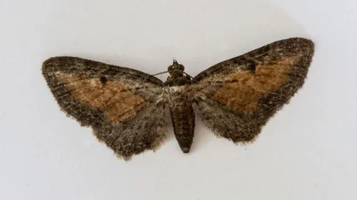 Tawny Speckled Pug - photo 3