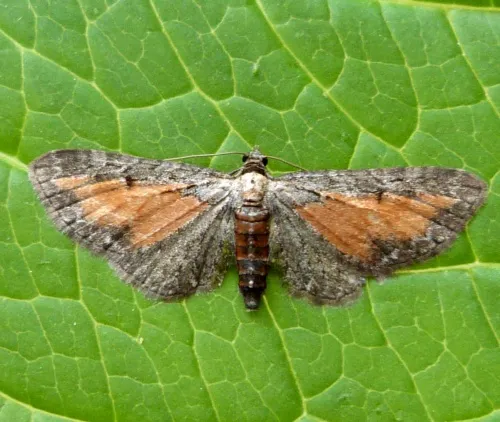 Tawny Speckled Pug - photo 4