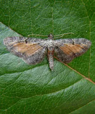 Tawny Speckled Pug - photo 5