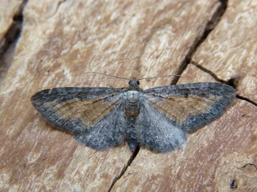 Tawny Speckled Pug - photo 6