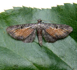 Tawny Speckled Pug - photo 7