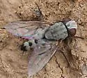 Taxigramma hilarella - photo 2