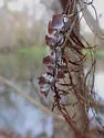 Taxodiomyia cupressi - photo 4