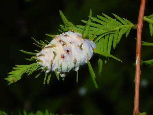 Taxodiomyia cupressiananassa