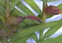 Cypress Leaf Gall Midge