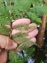 Cypress Leaf Gall Midge - photo 2