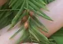Cypress Leaf Gall Midge - photo 4