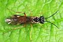 Taxonus borealis - Taxonus borealis