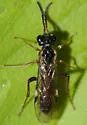Taxonus epicera